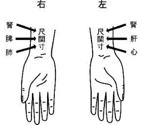 寸関尺と五臓